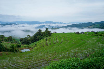 Pa-pong-peang terraced rice fields north thailand.