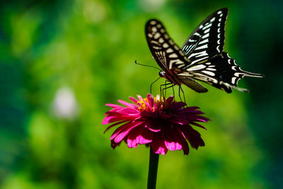 Close-up of butterfly pollinating on pink flower