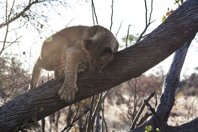 Low angle view of lion on tree