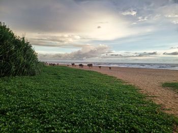 Scenic view of sea against sky