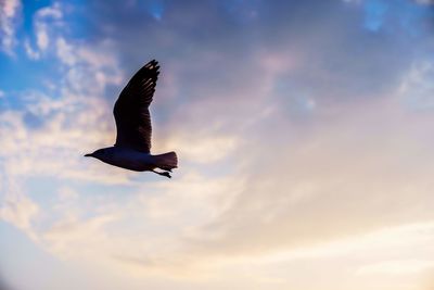 Low angle view of a bird flying