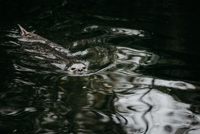 Head of a seal swimming in water