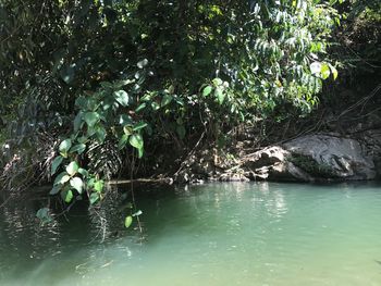 Scenic view of lake in forest