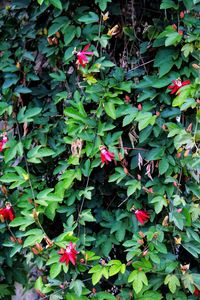 High angle view of plants