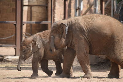 Elephant in zoo