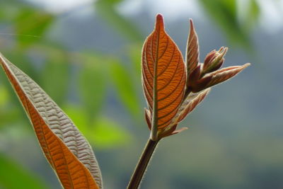 Close-up of autumn leaf