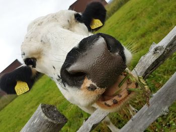 Tilt image of cow standing on field