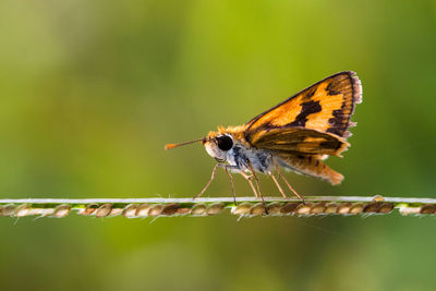 Close-up of butterfly on leaf