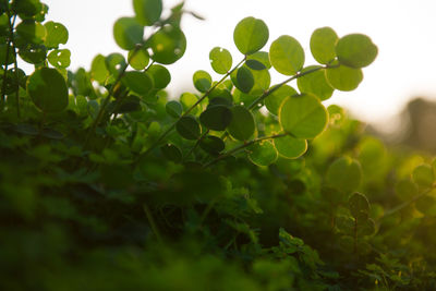 Close-up of fresh green plant against sky