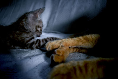 Close-up of cat sleeping