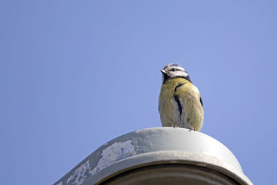 Low angle view of bird perching against blue sky