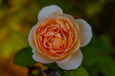 Close-up of flower blooming outdoors