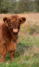 Cow standing on field