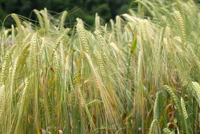 Wheat field