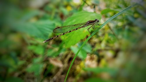 Close-up of insect on plant