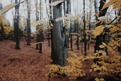 Trees growing in forest during autumn