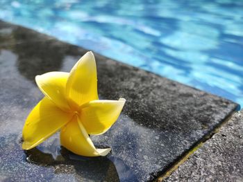 High angle view of yellow water lily in swimming pool