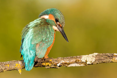 Close-up of a bird perching on branch