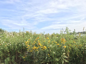 Yellow flowers blooming on field against sky