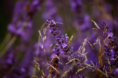 Lavender with golden grass intertwined 