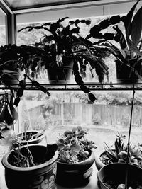 Close-up of potted plants on table