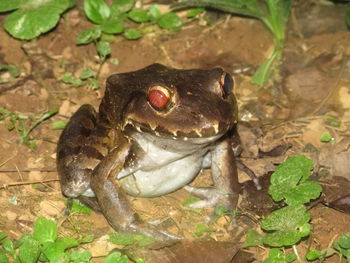 Close-up of frog