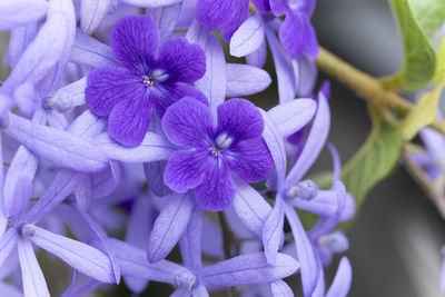 Close-up of purple flowering plants