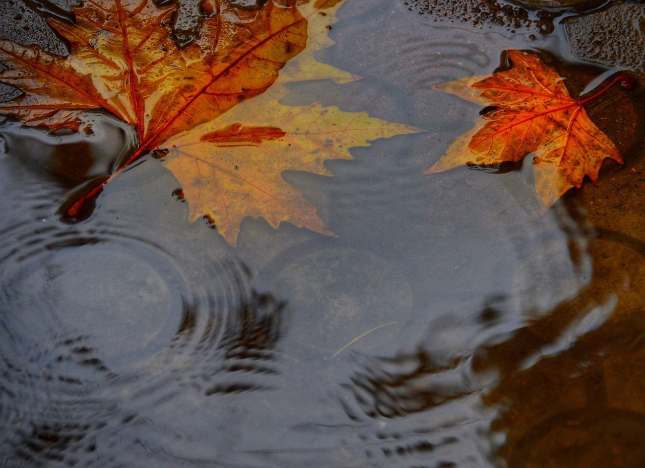 HIGH ANGLE VIEW OF MAPLE LEAF IN WATER