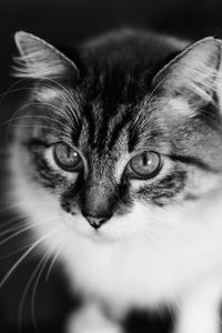 Close-up portrait of a cat