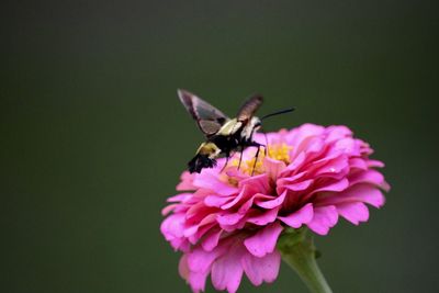 Close-up of insect on pink flower