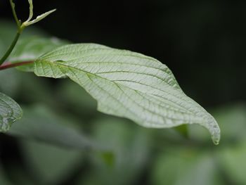 Close-up of fresh green leaves