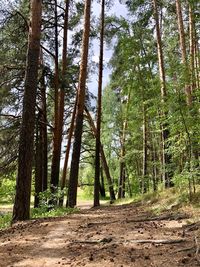 Trees growing in forest