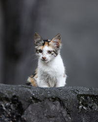 Portrait of a cat looking away