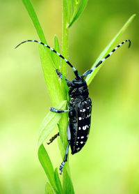 Close-up of butterfly on leaf