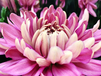 Close-up of pink dahlia