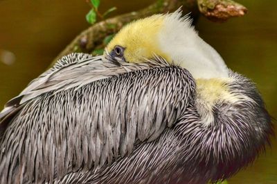 Close up of a bird