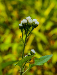 Close-up of flower blooming in field