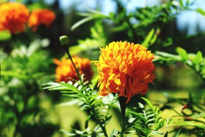 Close-up of flowers blooming outdoors