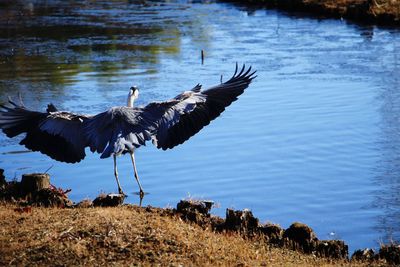 Birds flying over lake