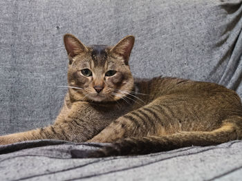 Close-up portrait of a cat resting