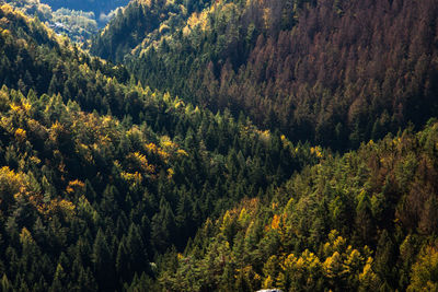 High angle view of pine trees in forest