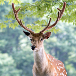 Chital in forest
