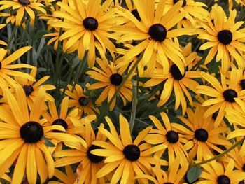 Full frame shot of yellow daisy flowers