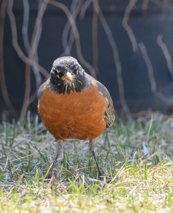 Close-up of bird perching on a field