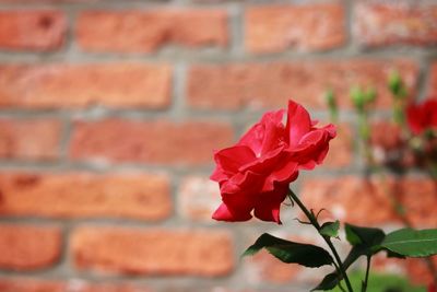 Close-up of red rose against wall