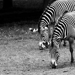 Zebras grazing on grassy field