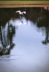 View of swan in lake