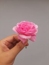 Sweet pink rose holding with one hand