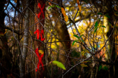 Close-up of leaves on tree trunk in forest