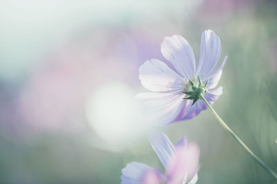 Close-up of purple cosmos flower